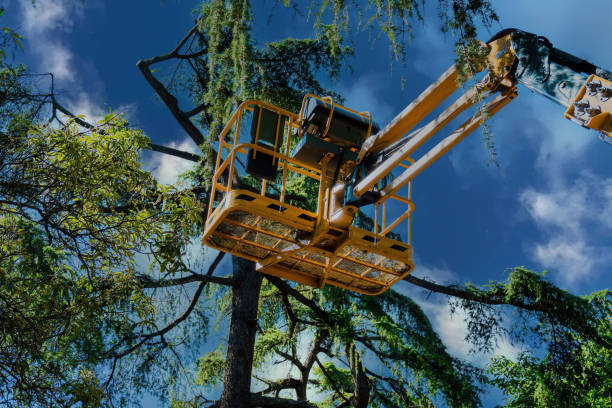 Trusted Hill City, KS  Tree Services Experts